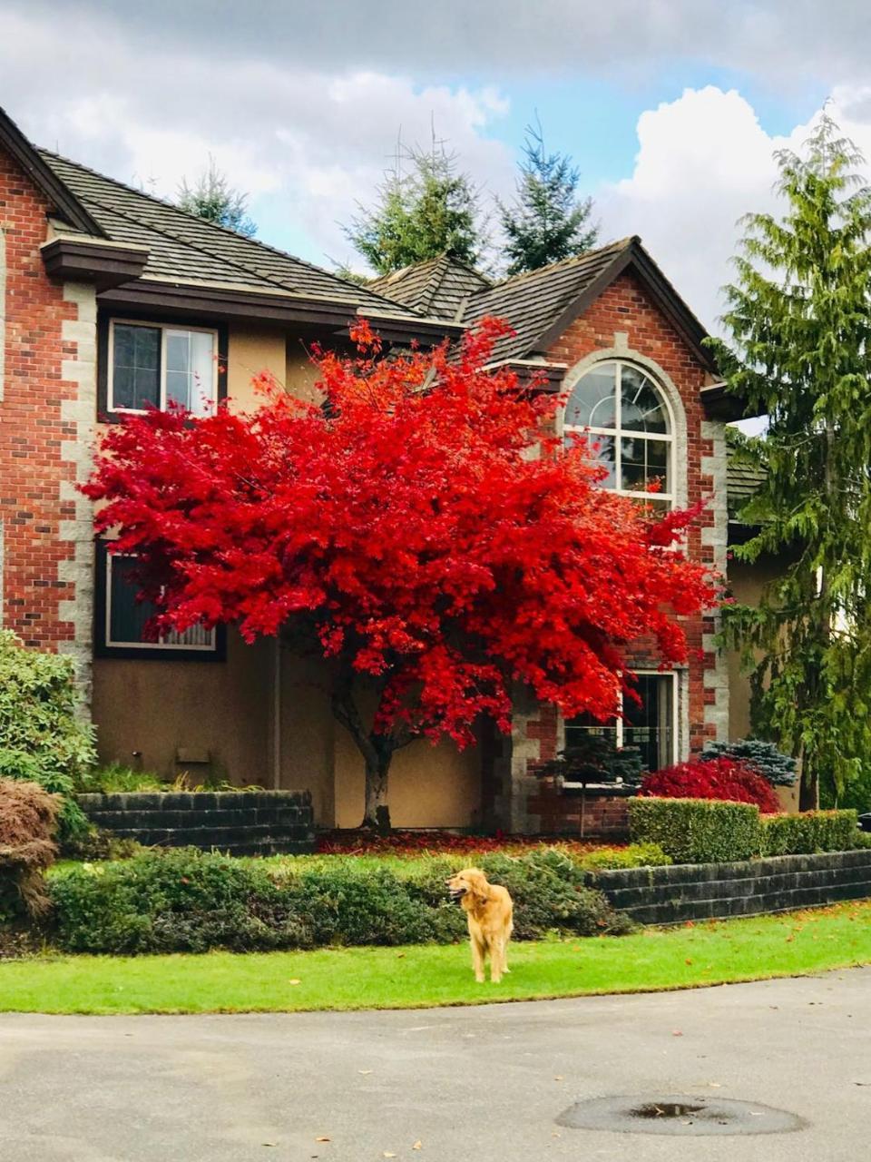 Pitt Meadows Cedar Manor Bed And Breakfast מראה חיצוני תמונה