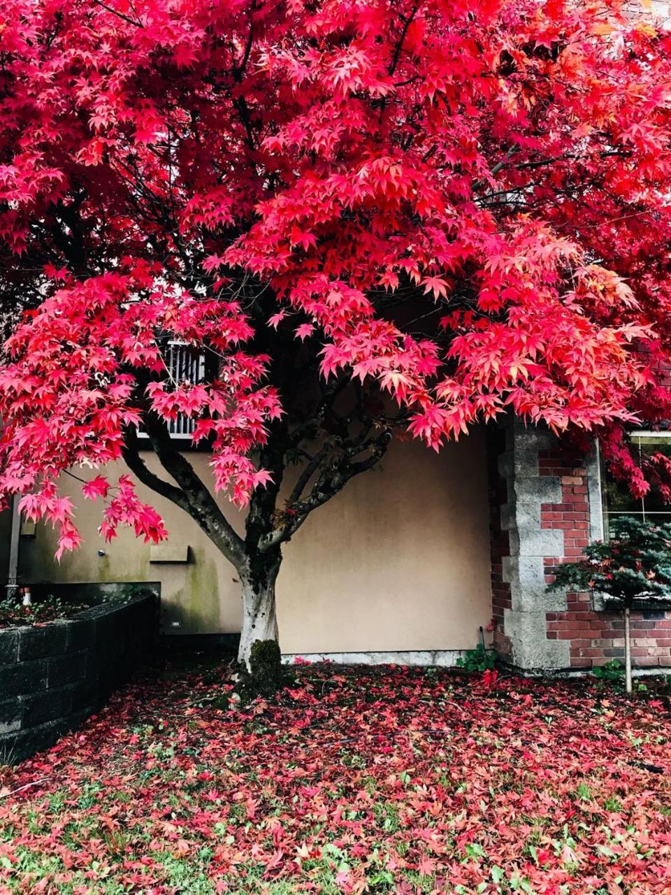 Pitt Meadows Cedar Manor Bed And Breakfast מראה חיצוני תמונה