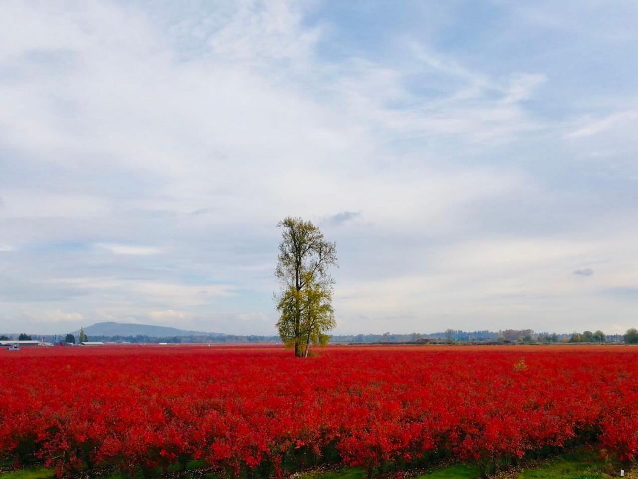 Pitt Meadows Cedar Manor Bed And Breakfast מראה חיצוני תמונה